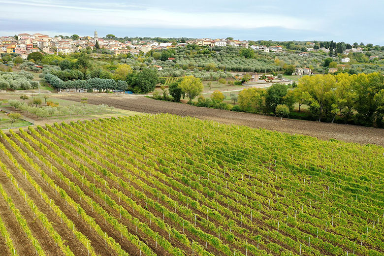 Vigneto Coda di Volpe