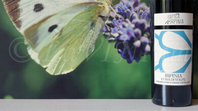 Irpinia Coda di Volpe 2024 Antica Hirpinia