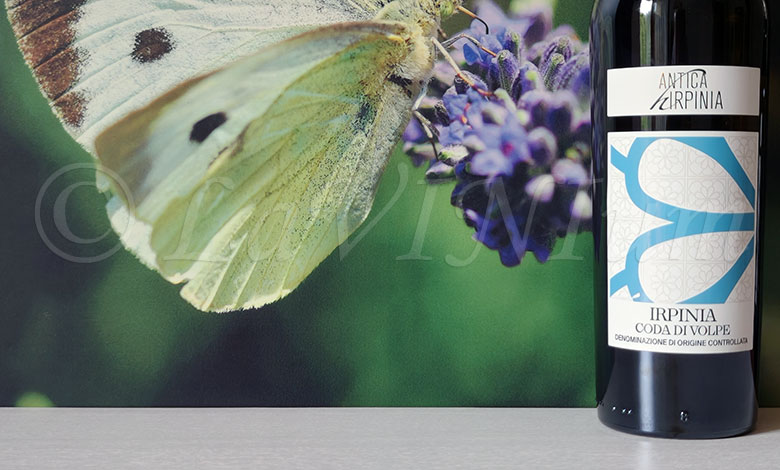 Irpinia Coda di Volpe 2024 Antica Hirpinia