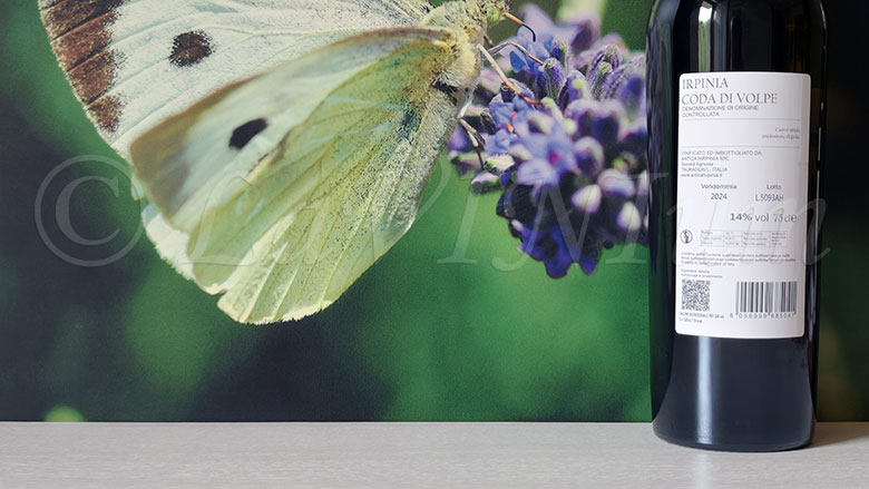 Irpinia Coda di Volpe 2024 Antica Hirpinia