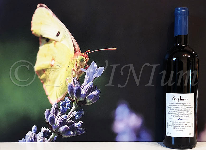 Sapphirus Cantina di Anna