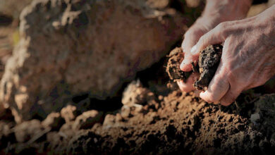 Arillo in Terrabianca il terreno