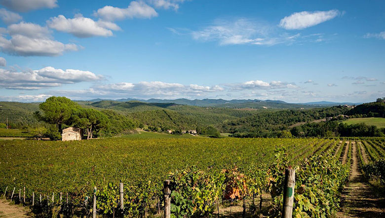 Panorama sui vigneti