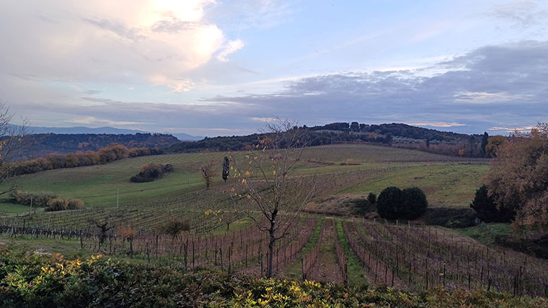 Podere La Regola vigneti
