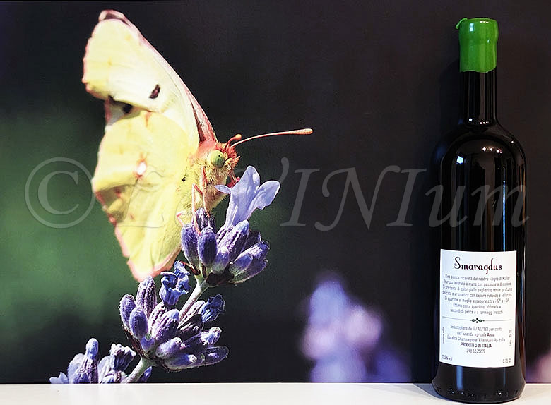 Smaragdus Bianco Cantina di Anna