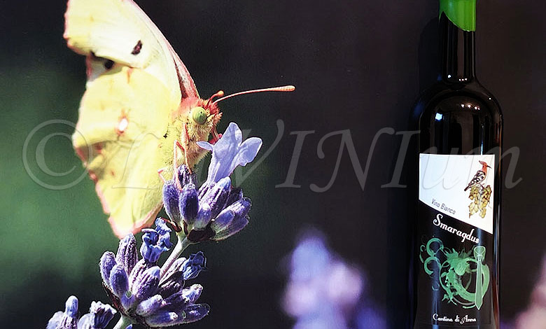 Smaragdus Bianco Cantina di Anna