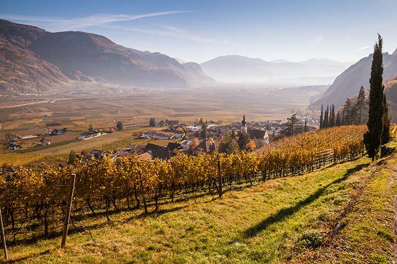 Vigneti di pinot bianco