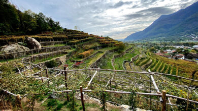 Vigne azienda Sorpasso