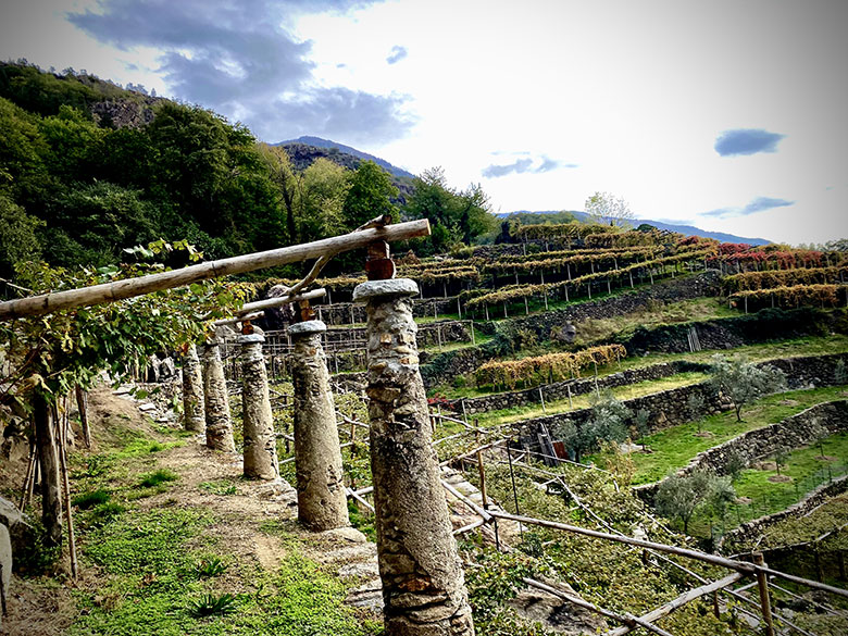 Vigne azienda Sorpasso