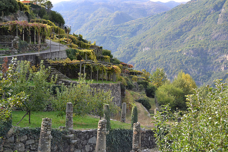 Vigne azienda Sorpasso