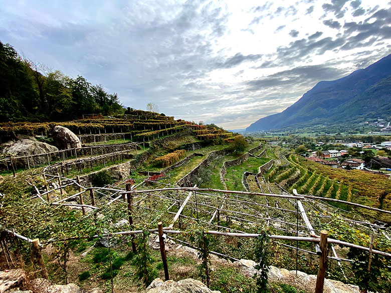 Vigne azienda Sorpasso