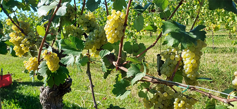 Vignis di Marian, uve bianche