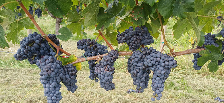 Vignis di Marian, uve rosse