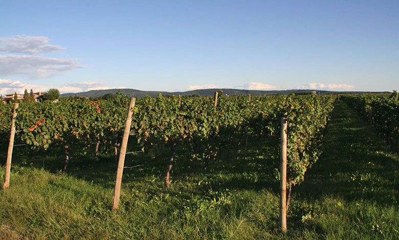 Vignis di Marian, vigneto