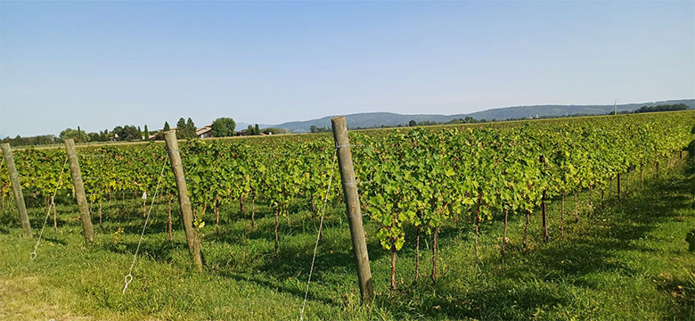 Vignis di Marian, vigneto