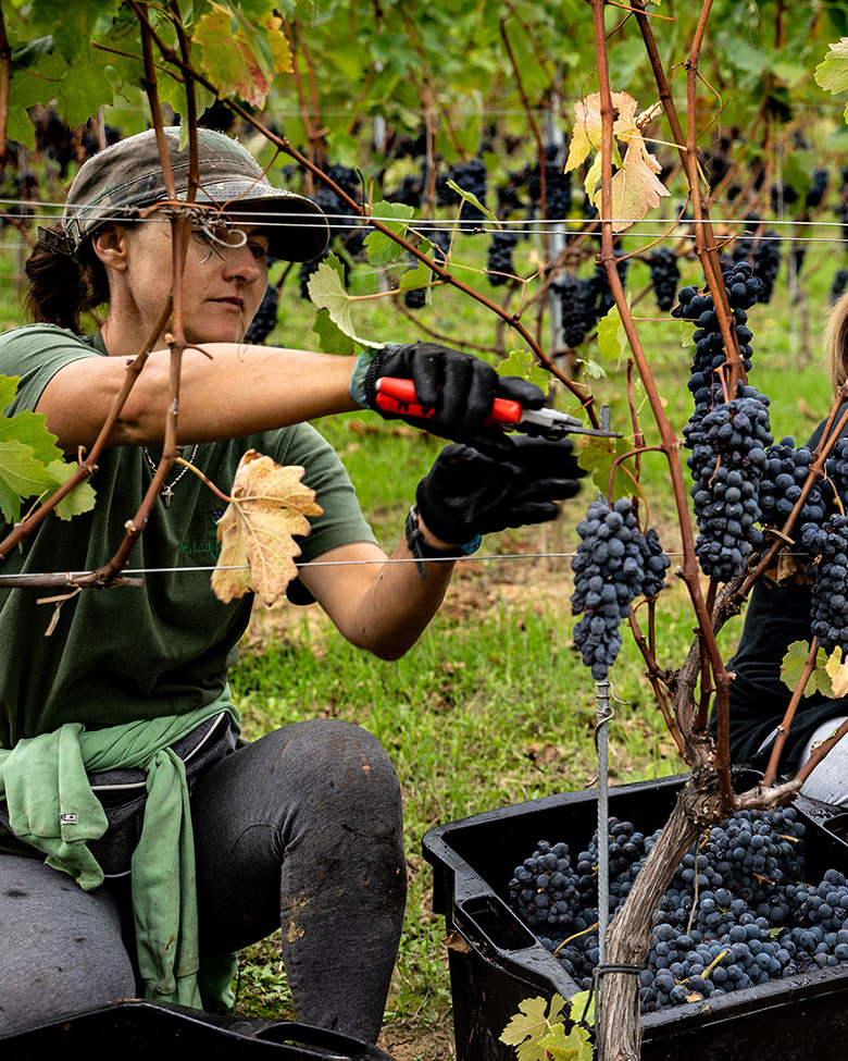 Vendemmia da Vinchio Vaglio