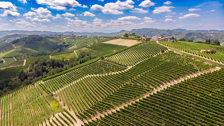 Ettore Germano vigneti