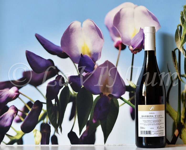 Barbera d'Asti Mavi 2023 Cadgal