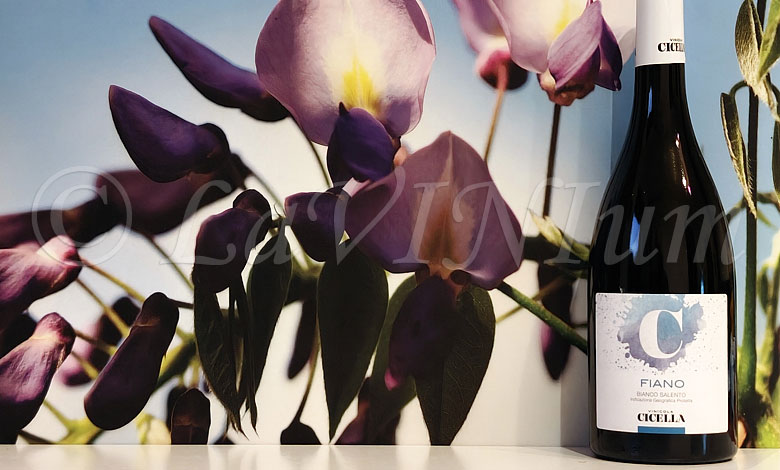 Fiano 2024 Vinicola Cicella