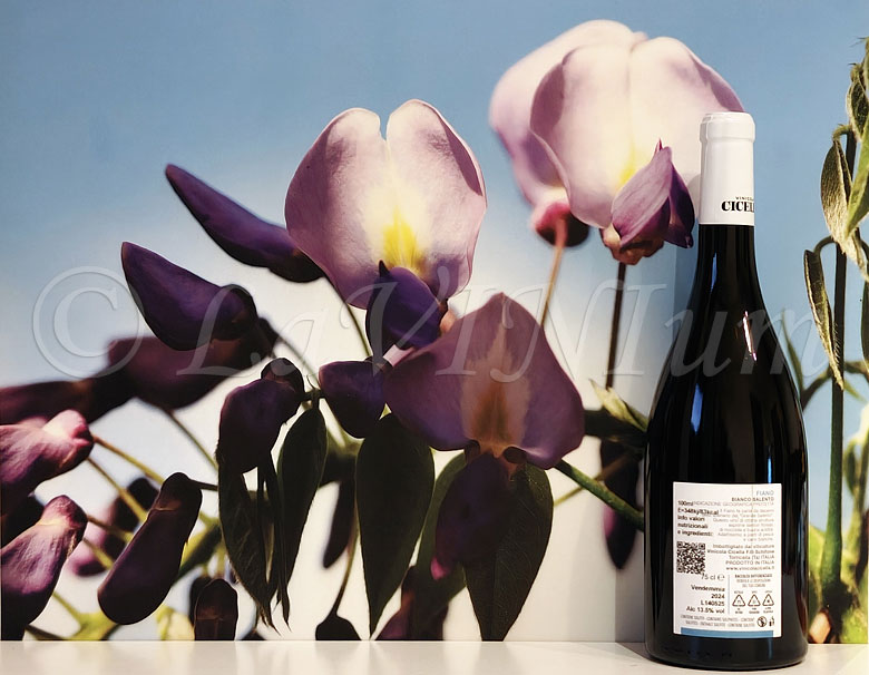 Fiano 2024 Vinicola Cicella