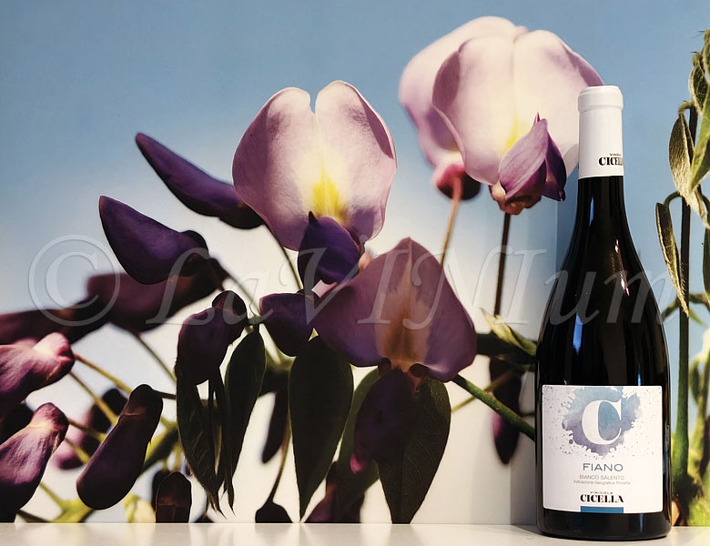 Fiano 2024 Vinicola Cicella