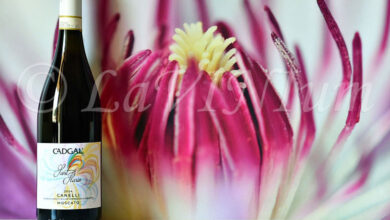 Canelli Moscato Sant'Ilario 2024 Cadgal