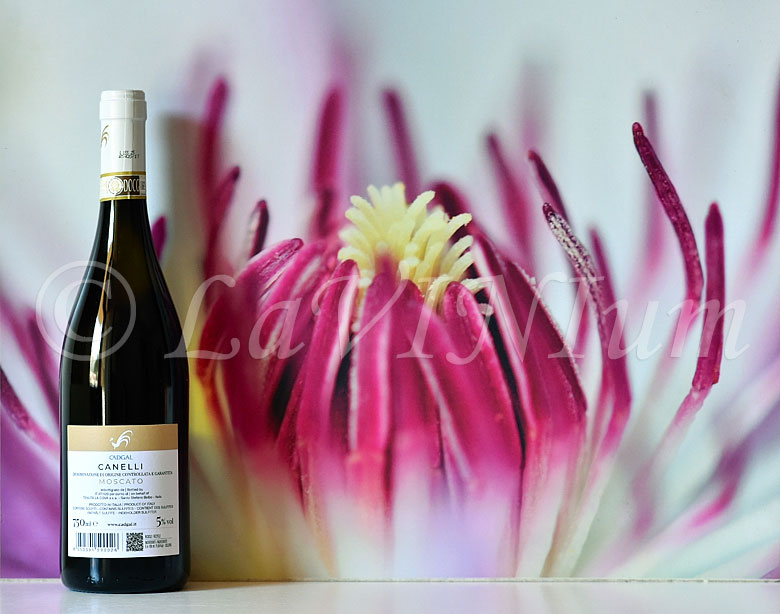 Canelli Moscato Sant'Ilario 2024 Cadgal