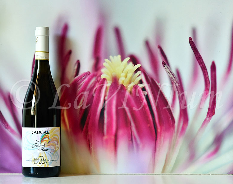 Canelli Moscato Sant’Ilario 2024 Cadgal