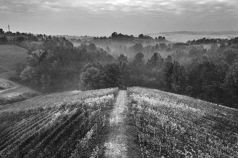 Pelassa vigneti in bianco e nero
