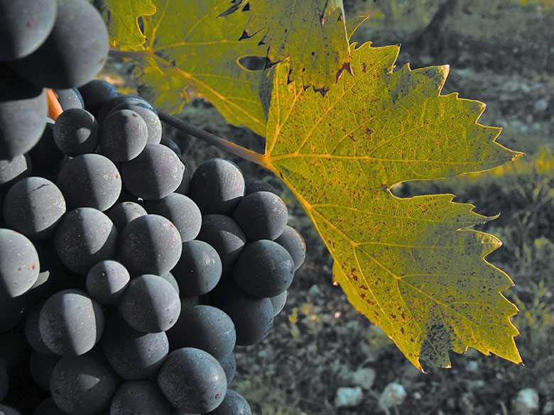 Grappolo di sangiovese