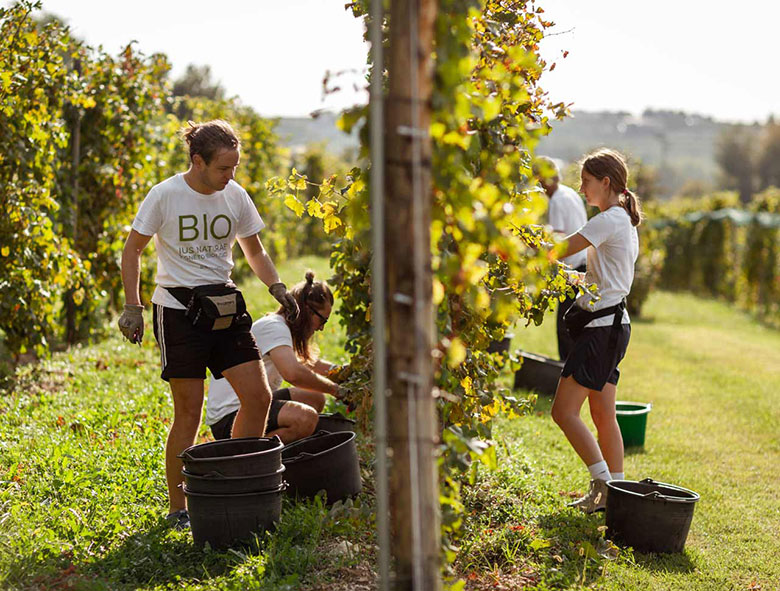 Vendemmia Bio