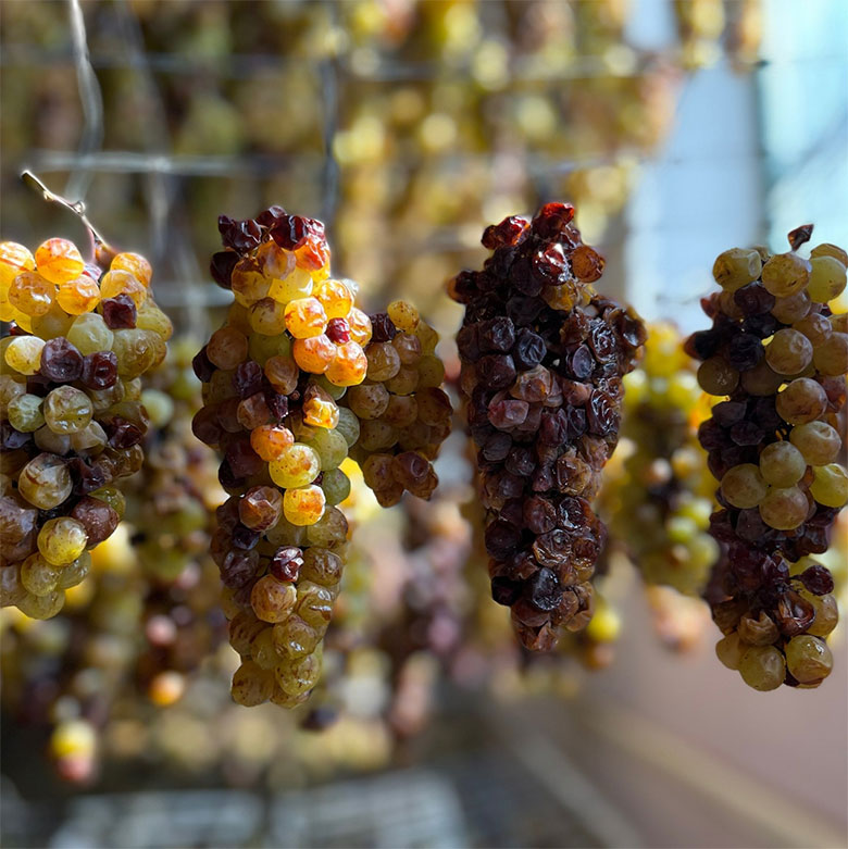 Moscatello e Duraca in appassimento