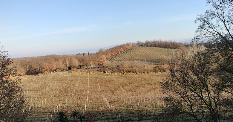 San Gregorio vigneti