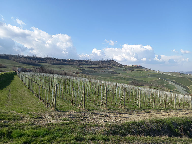 Il cru Bricco delle Viole