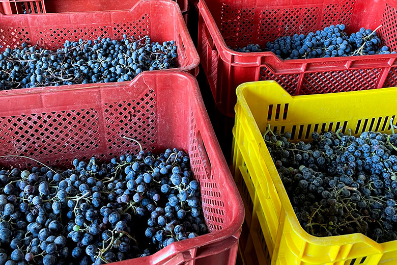 Amaracmand uva in cassetta