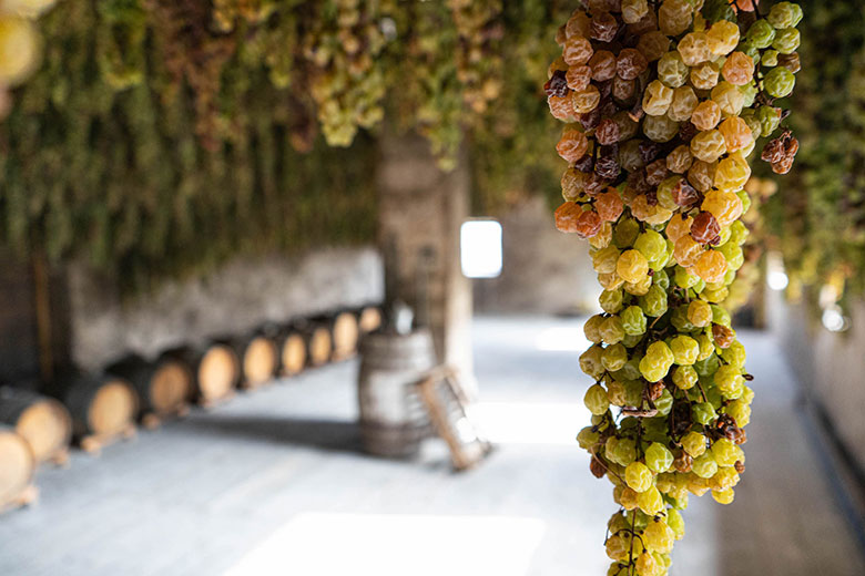 Particolare di un grappolo in appassimento