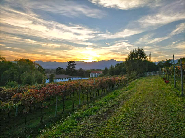 Filari di Barbera al tramonto