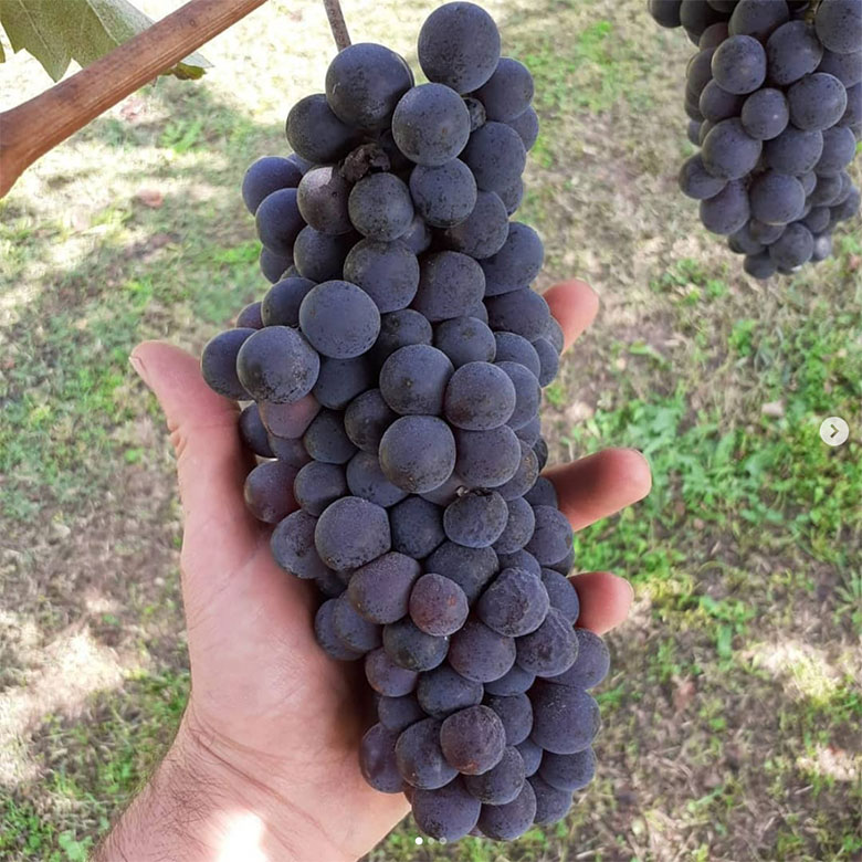Grappolo di barbera