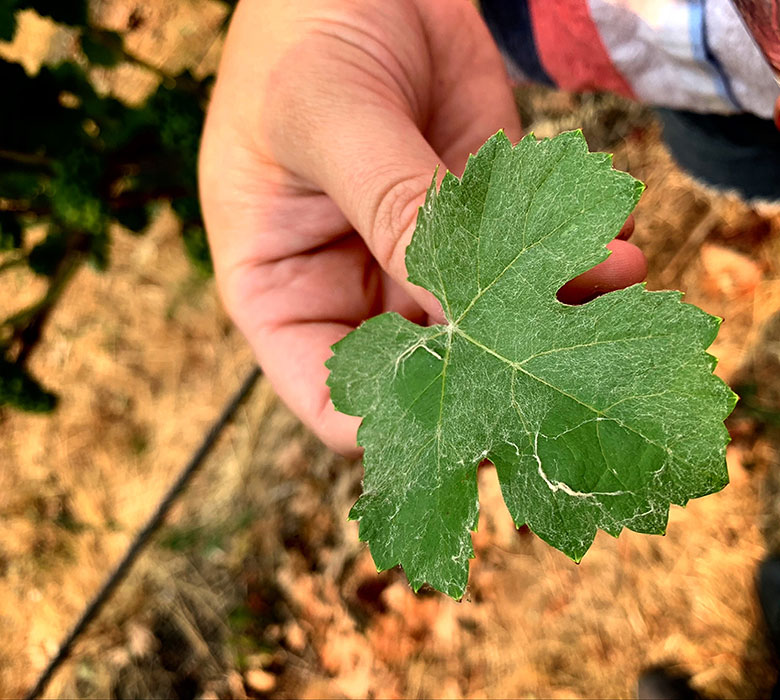 La caratteristica peluria sulla foglie del Meunier