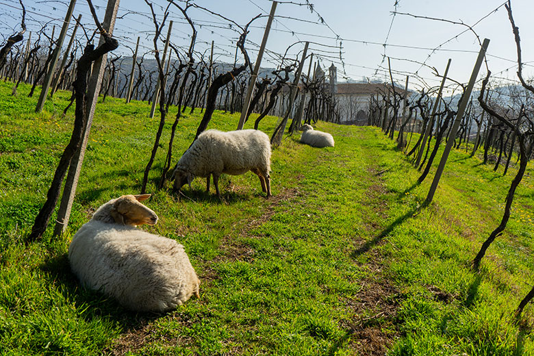 Pecore in vigna