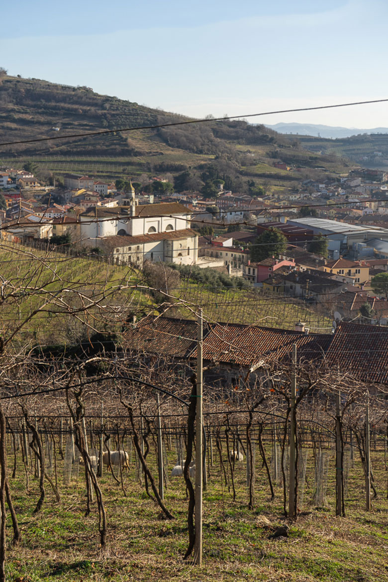 Vigneti azienda Menti