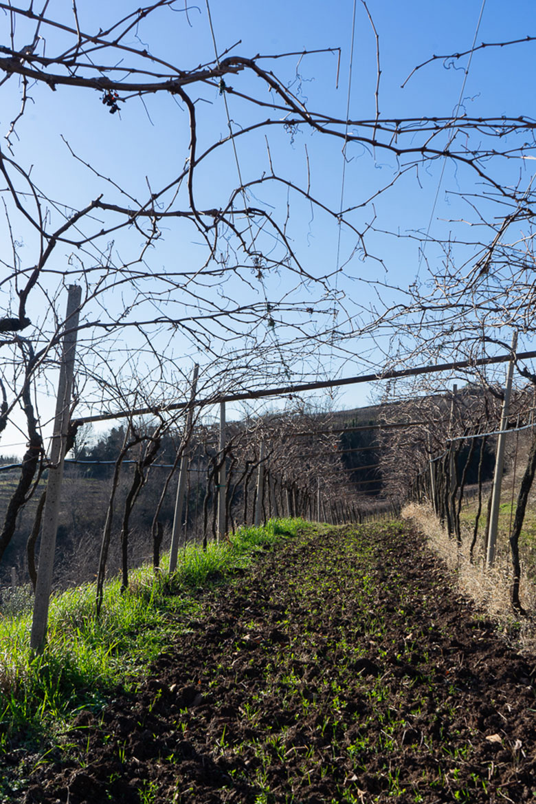 Vigneti azienda Menti