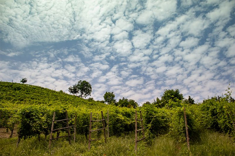 La Vigna Bricco in Versira