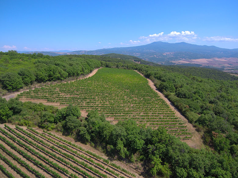 La vigna del Poggio Severo