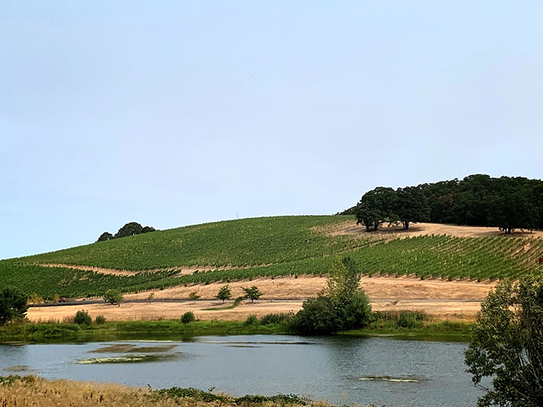 I vigneti tra le colline