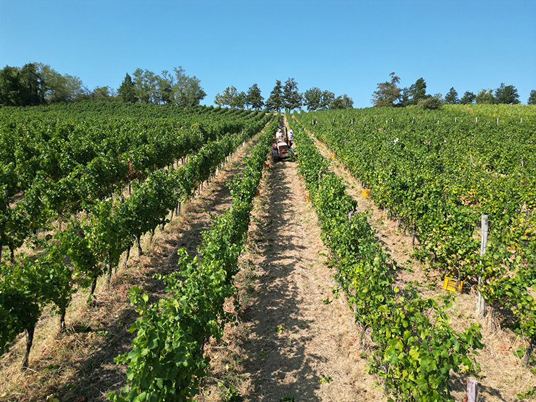 Filari e terreni di Monsupello