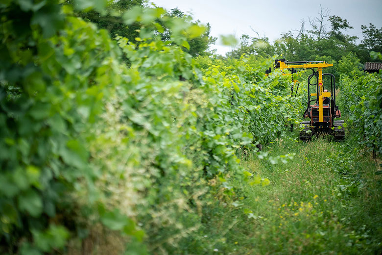 Tra i filari a Monsupello