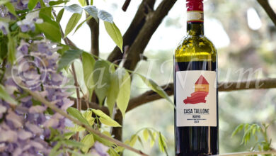 Roero 2023 Casa Tallone