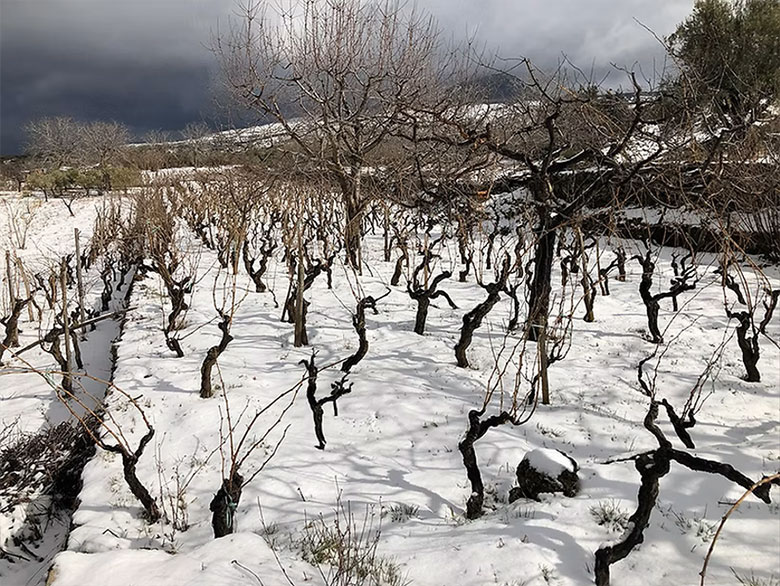 Vigneto sotto la neve