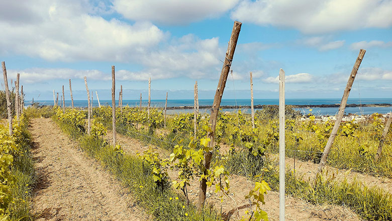 La Sibilla, vigna